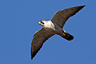 Peregrine Falcon, Denmark 3rd of March 2015 Photo: Simon Berg Pedersen