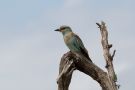 European Roller, South Africa 7th of January 2015 Photo: Lars Birk