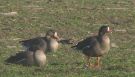 Lesser White-fronted Goose, Hungary March 2015 Photo: András Fodor
