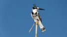 Pied Kingfisher, Botswana 1st of August 2014 Photo: Bodil Aavad Jacobsen