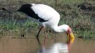 Yellow-billed Stork, Botswana 1st of August 2014 Photo: Bodil Aavad Jacobsen