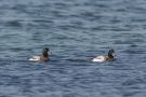 Greater Scaup, Denmark 17th of March 2015 Photo: Lars Birk