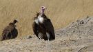 Hooded Vulture, Botswana 7th of August 2014 Photo: Bodil Aavad Jacobsen