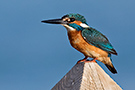 Common Kingfisher, Egypt 1st of March 2015 Photo: Simon Berg Pedersen