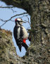 Great Spotted Woodpecker, Denmark 16th of March 2015 Photo: Axel Mortensen