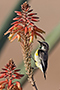 Nile Valley Sunbird, male in non-breeding plumage, Egypt 3rd of March 2015 Photo: Simon Berg Pedersen