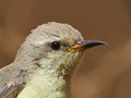 Nile Valley Sunbird, female-coloured bird, Egypt 25th of February 2015 Photo: Rune Sø Neergaard