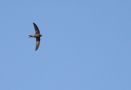 Plain Swift, Morocco 17th of March 2015 Photo: Mikkel Holck