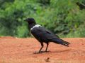 Pied Crow, Ghana 15th of September 2014 Photo: Jens Thalund