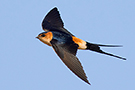 Red-rumped Swallow, Egypt 2nd of March 2015 Photo: Simon Berg Pedersen