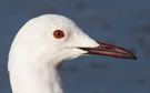 Slender-billed Gull, Spain 9th of February 2015 Photo: Lars Andersen