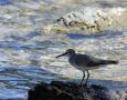 Grey-tailed Tattler, Philippines 29th of February 2015 Photo: J Ole Andersen