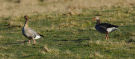 Pink-footed Goose, Har opholdt sig hos grågæssene i området i flere uger, Denmark 3rd of April 2015 Photo: Axel Mortensen