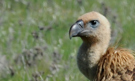 Griffon Vulture, Spain 4th of April 2015 Photo: Bjørn Frikke
