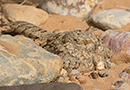 Ørkennatravn, Fugl på dagrasteplads. Utroligt godt camoufleret., Marokko 13. april 2015 Foto: Allan Kjær Villesen