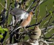 Common Chaffinch, Denmark 2nd of May 2015 Photo: Bent Thøgersen