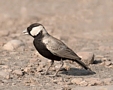 Black-crowned Sparrow-lark, male, Oman 30th of March 2015 Photo: Eva Foss Henriksen
