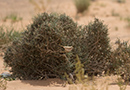 Afrikansk Ørkensanger, Klassisk ynglebiotop i ørkensænkning med buske, Marokko 13. april 2015 Foto: Allan Kjær Villesen