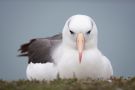 Sortbrynet Albatros, Tyskland 2015 Foto: Felix Timmermann