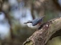 Eurasian Nuthatch, Norway 27th of April 2015 Photo: Klaus Dichmann