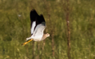 White-tailed Lapwing, Med flotte gule ben hængende, Denmark 21st of May 2015 Photo: Lars Andersen