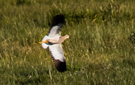 White-tailed Lapwing, Underside, Denmark 21st of May 2015 Photo: Lars Andersen
