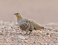 Plettet Sandhøne, male, Oman 23. marts 2015 Foto: Eva Foss Henriksen