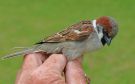 House Sparrow x Eurasian Tree Sparrow, Hybrid-Spurv, Denmark 16th of May 2015 Photo: Per Schiermacker-Hansen