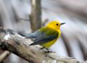 Prothonotary Warbler, Mexico 26th of March 2015 Photo: Jakob Ugelvig Christiansen