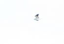 Black-winged Kite, En 