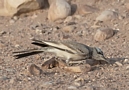 Hærfuglelærke, Oman 23. marts 2015 Foto: Eva Foss Henriksen
