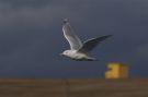 Iceland Gull, Baffimåge ad. sommer, Iceland 22nd of March 2015 Photo: Morten Müller