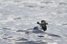 White-faced Storm Petrel, Portugal 28th of May 2015 Photo: Hendrik Weindorf