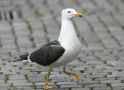 Lesser Black-backed Gull, Norway 29th of May 2015 Photo: Birger Lønning