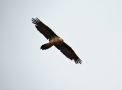 Bearded Vulture, adult, China 26th of October 2014 Photo: Jens Thalund