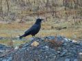 Carrion Crow, 