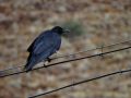 Carrion Crow, 