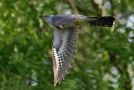 Common Cuckoo, han, Denmark 17th of June 2015 Photo: John Larsen