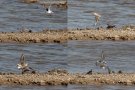 Kentish Plover, ...i infight med Lille Præstekrave (collage), Spain 8th of May 2015 Photo: Steen E. Jensen