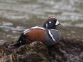 Harlequin Duck, Iceland 26th of May 2015 Photo: Jens Paulsen