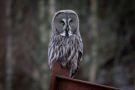 Great Grey Owl, Norway 2015 Photo: Arvid H Anthonsen