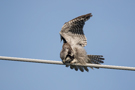 Northern Hawk-owl, Strækker sig, Sweden 3rd of July 2015 Photo: Claus Halkjær