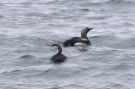 Pacific Loon, First for Norway, Norway 12th of July 2015 Photo: Tor Olsen