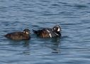 Harlequin Duck, Male and female, Iceland 8th of July 2015 Photo: Klaus Dichmann