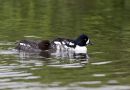 Barrow's Goldeneye, Male and female, Iceland 10th of July 2015 Photo: Klaus Dichmann