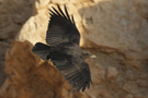 Fan-tailed Raven, Israel 23rd of April 2015 Photo: Zbigniew Kajzer