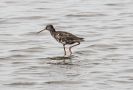 Spotted Redshank, Denmark 2nd of August 2015 Photo: Carl Bohn