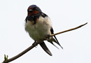 Barn Swallow, Sweden 31st of May 2015 Photo: Hans Henrik Larsen