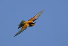 European Bee-eater, Ethiopia 21st of April 2014 Photo: Thomas Varto Nielsen