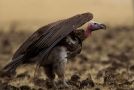 Lappet-faced Vulture, Ethiopia 9th of April 2013 Photo: Thomas Varto Nielsen